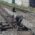 Belgrano Norte – Obras